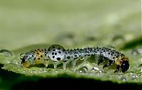 Fauna & Flora: Macro shooting by Roeselien Raimond