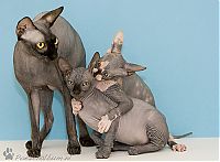 TopRq.com search results: naked kittens