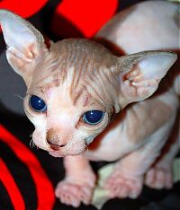 TopRq.com search results: naked kittens