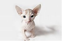 TopRq.com search results: naked kittens