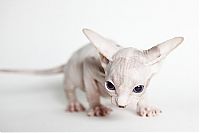 TopRq.com search results: naked kittens