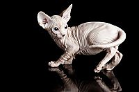 TopRq.com search results: naked kittens