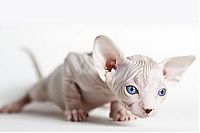 TopRq.com search results: naked kittens