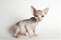 TopRq.com search results: naked kittens