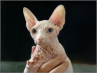 TopRq.com search results: naked kittens