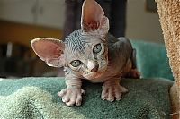 TopRq.com search results: naked kittens