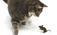 Fauna & Flora: cat and mouse, tom and jerry