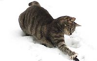 TopRq.com search results: cat and mouse, tom and jerry