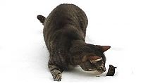 TopRq.com search results: cat and mouse, tom and jerry