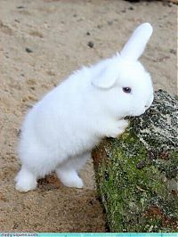 TopRq.com search results: cute baby pet animal