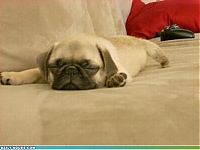 Fauna & Flora: cute baby pet animal