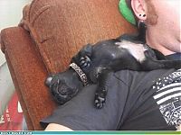 Fauna & Flora: cute baby pet animal