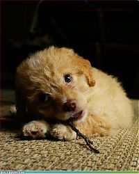 Fauna & Flora: cute baby pet animal