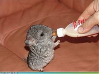 Fauna & Flora: cute baby pet animal