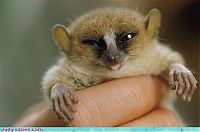 Fauna & Flora: cute baby pet animal