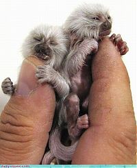 Fauna & Flora: cute baby pet animal