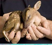 Fauna & Flora: cute baby pet animal