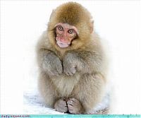 Fauna & Flora: cute baby pet animal