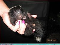 Fauna & Flora: cute baby pet animal