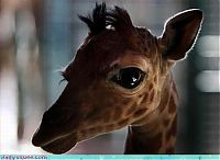 Fauna & Flora: cute baby pet animal