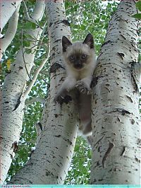 Fauna & Flora: cute baby pet animal