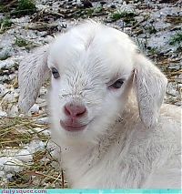 Fauna & Flora: cute baby pet animal