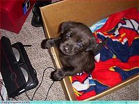 Fauna & Flora: cute baby pet animal