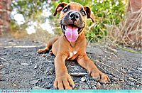 Fauna & Flora: cute baby pet animal