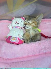 Fauna & Flora: cute baby pet animal