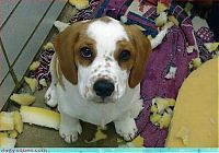 Fauna & Flora: cute baby pet animal