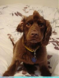 Fauna & Flora: cute baby pet animal