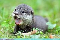 Fauna & Flora: cute baby pet animal