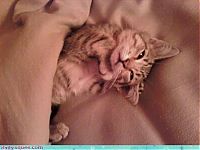 Fauna & Flora: cute baby pet animal