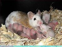 Fauna & Flora: cute baby pet animal