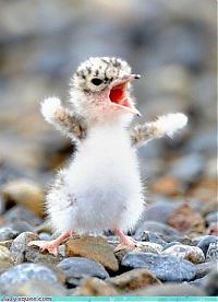 Fauna & Flora: cute baby pet animal