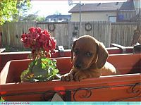 Fauna & Flora: cute baby pet animal