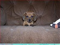 Fauna & Flora: cute baby pet animal