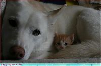 Fauna & Flora: cute baby pet animal