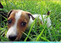 Fauna & Flora: cute baby pet animal