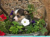 Fauna & Flora: cute baby pet animal