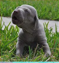 Fauna & Flora: cute baby pet animal