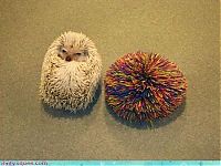 Fauna & Flora: cute baby pet animal