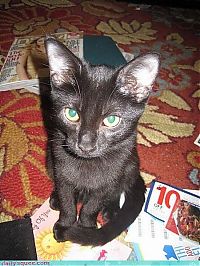 Fauna & Flora: cute baby pet animal