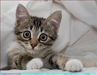 Fauna & Flora: cute baby pet animal