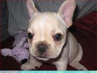 Fauna & Flora: cute baby pet animal