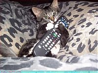 Fauna & Flora: cute baby pet animal