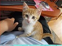 Fauna & Flora: cute baby pet animal