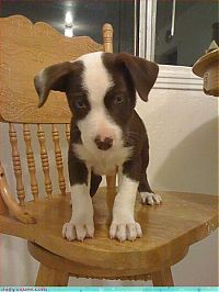 Fauna & Flora: cute baby pet animal