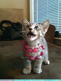 Fauna & Flora: cute baby pet animal