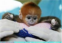 Fauna & Flora: cute baby pet animal